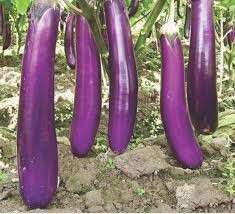 Aubergine variété Chinoise