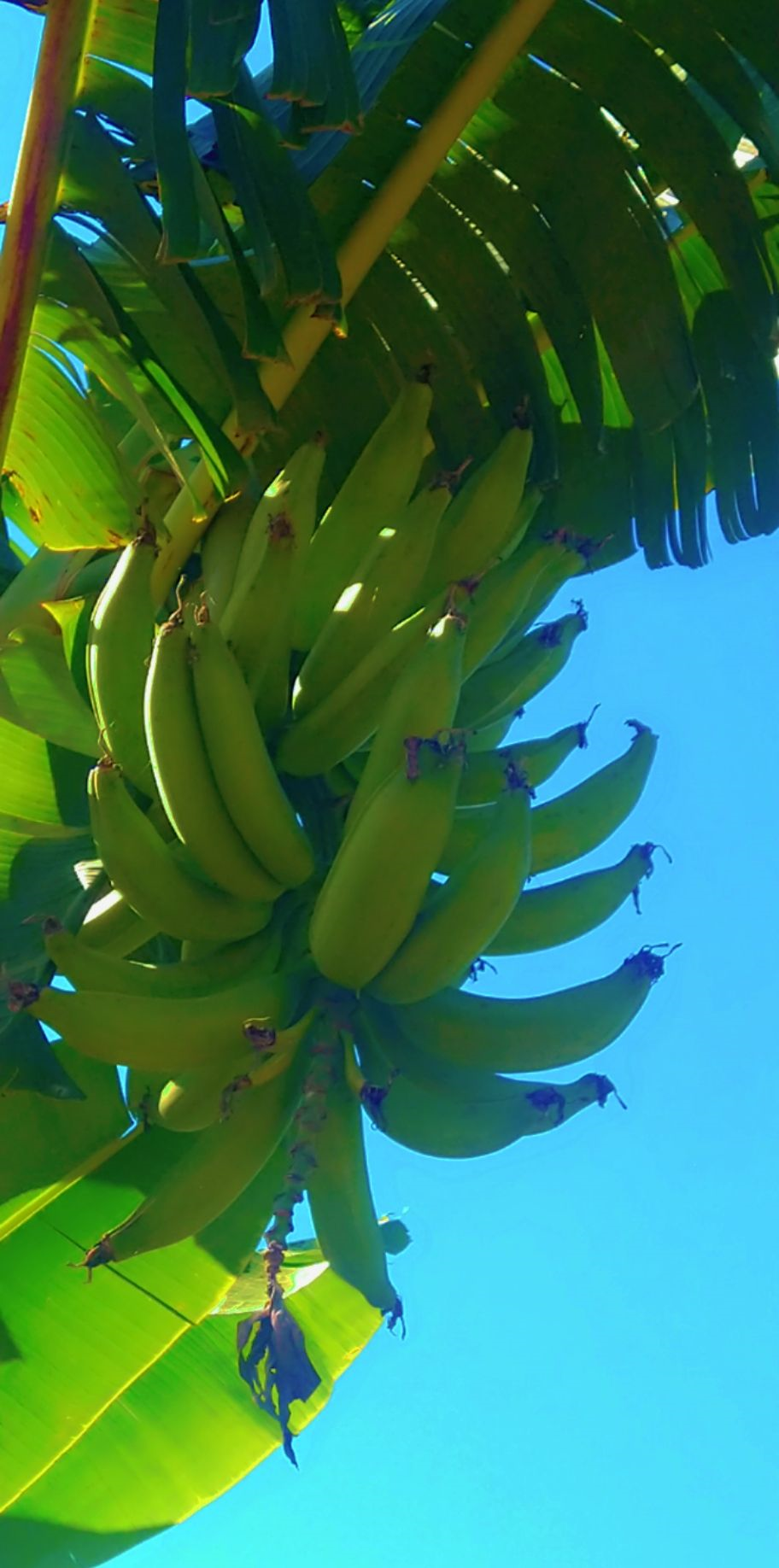 Banane  Plantain (Musque)